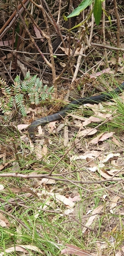 Tiger Snake sighting