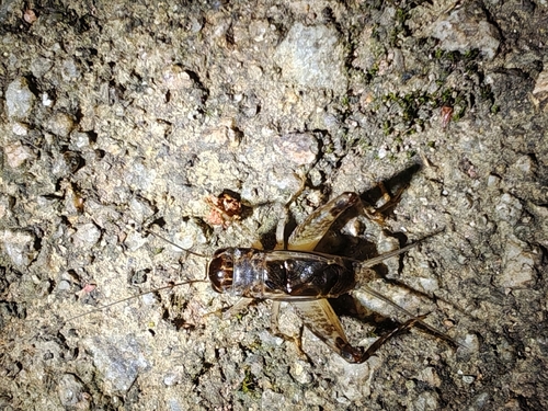 Japanese Burrowing Cricket