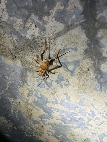 Tropical House Cricket