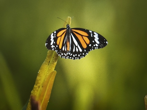 White Tiger Butterfly