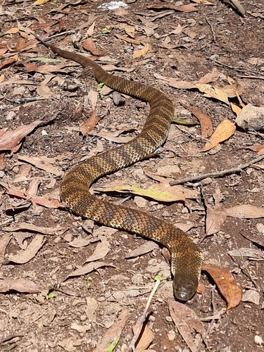 Tiger Snake sighting