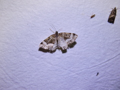 Euphyia unangulata image