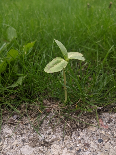 Common sunflower seedling