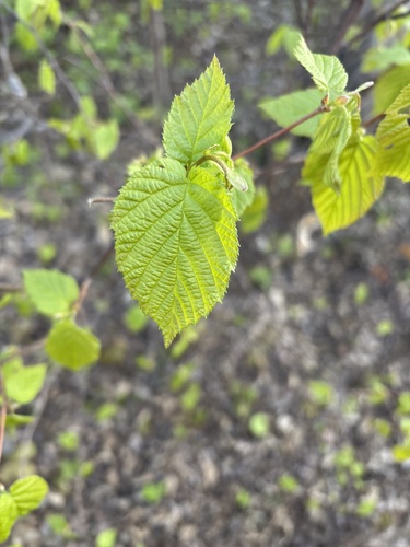 beaked hazelnut