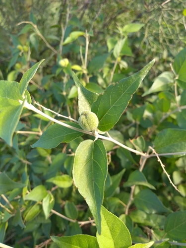 Sonoran croton (Croton sonorae)