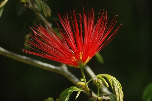 Flame bush