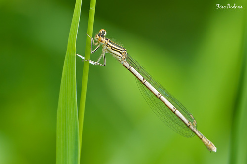 Platycnemis pennipes