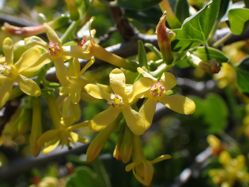 iNaturalist observation 2025-05-16