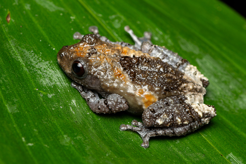 Theloderma albopunctatum (Liu & Hu, 1962)