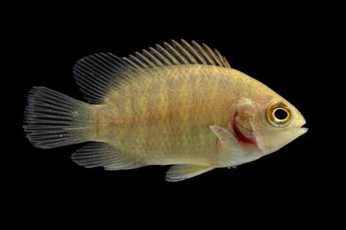 Malayan Leaffish