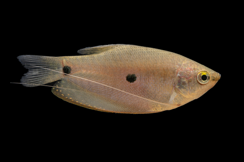 Three Spot Gourami