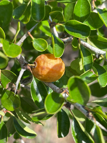 Pseudoziziphus celata (Judd & D.W.Hall) Hauenschild
