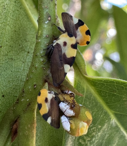 Mexican Treehopper