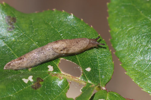 Deroceras reticulatum