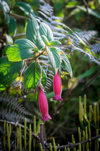 Vanhouttea pendula