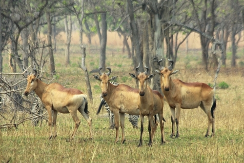 Lichtenstein's Hartebeest