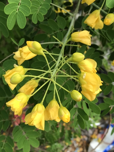 Mexican holdback