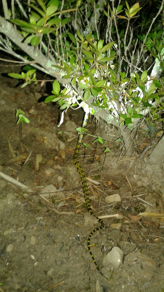 Gammie's Wolf Snake from Unnamed Road, Paro, Bhutan on September 8 ...