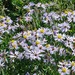 Sea Aster - Photo (c) Tig, all rights reserved