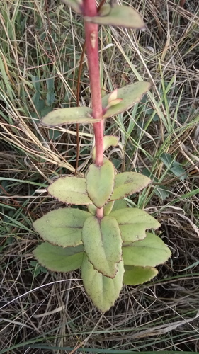 Great Stonecrop