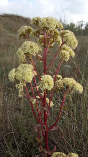 Great Stonecrop