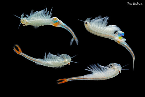 Branchipus schaefferi