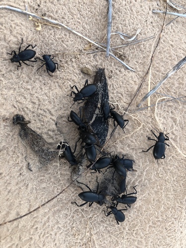 Armored Stink Beetle