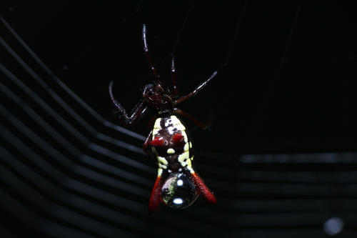 Micrathena margerita
