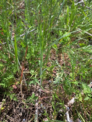 Japanese brome