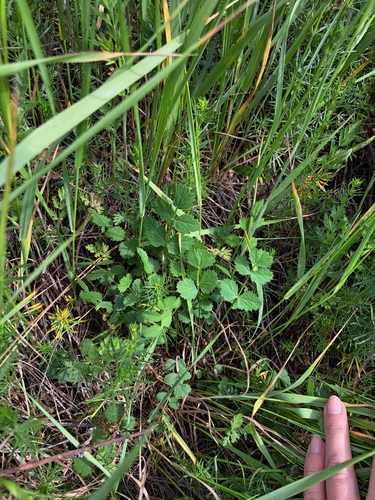 Burnet-saxifrage