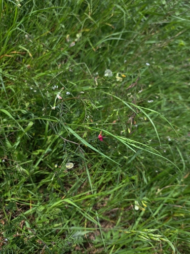 Grass Vetchling