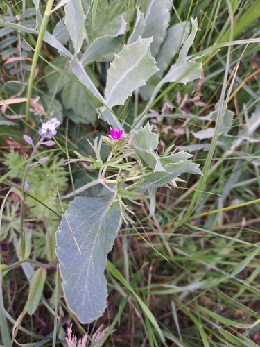 Cut-leaved crane's-bill