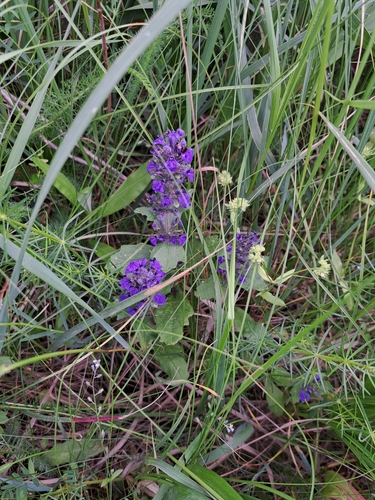Blue Bugle