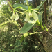 Epidendrum barbeyanum - Photo (c) Gloria Aparicio, all rights reserved, uploaded by Gloria Aparicio