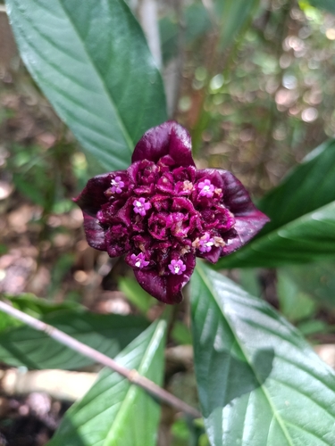 Palicourea colorata