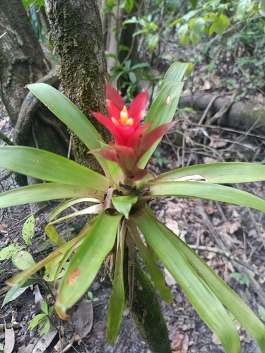 Scarlet-star