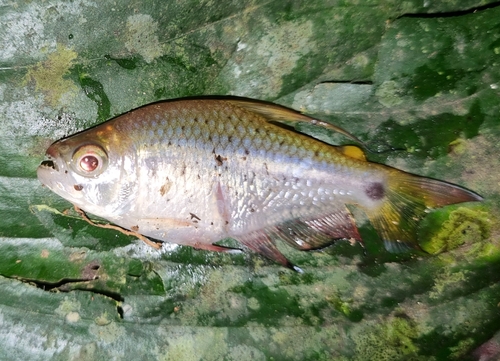 Pseudochalceus longianalis