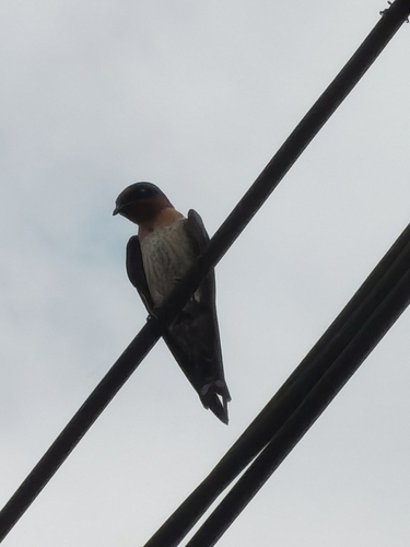 Pacific Swallow
