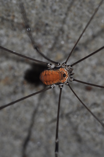 Leiobunum limbatum