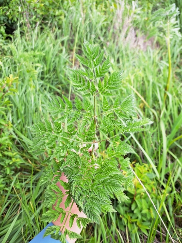 Parsnip Chervil