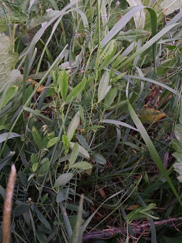 tuberous pea