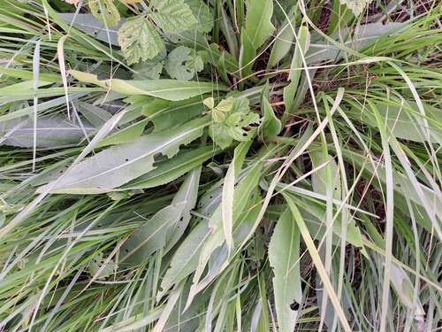 Queen Anne's thistle