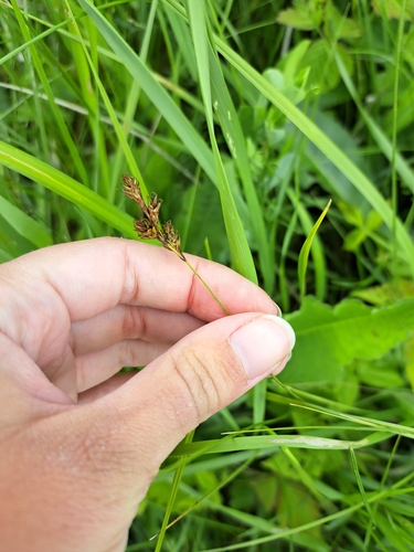 Vernal Sedge