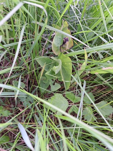 Birthwort