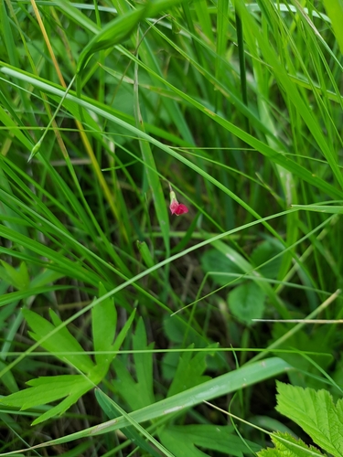 Grass Vetchling