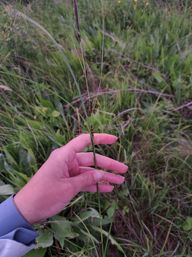 Great Plains Sedge