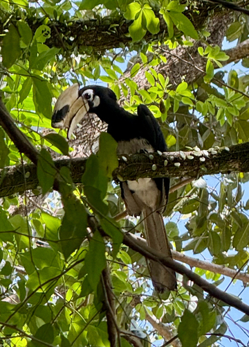 Oriental Pied Hornbill