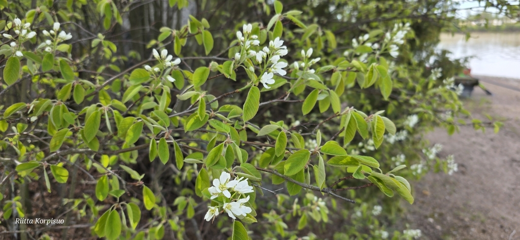 Crataegus