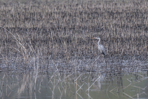 Grey Heron