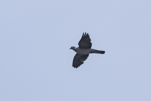 Common Wood-Pigeon